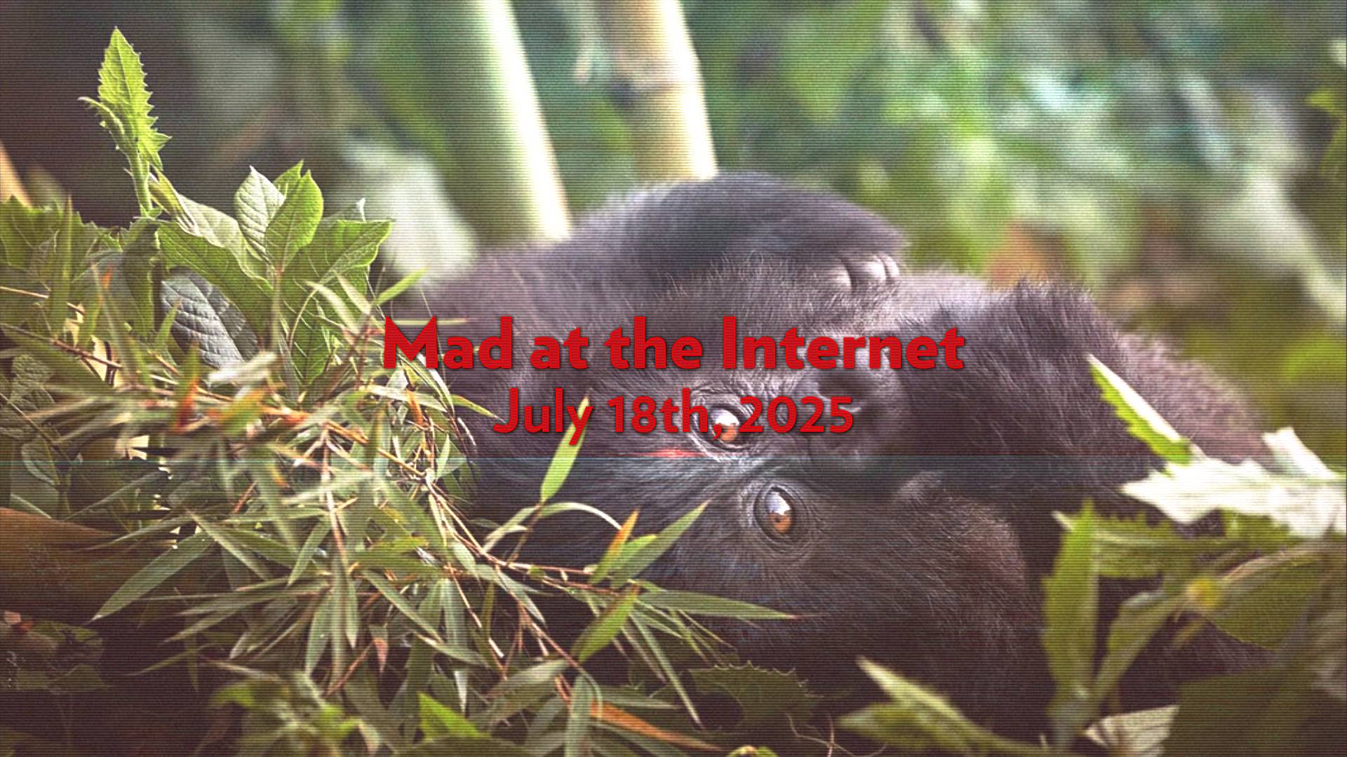 Gorilla Nest